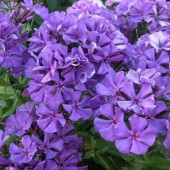 Флокс Phlox Полина